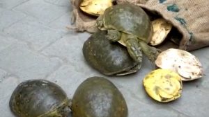 190 Turtles Worth Crores Recovered