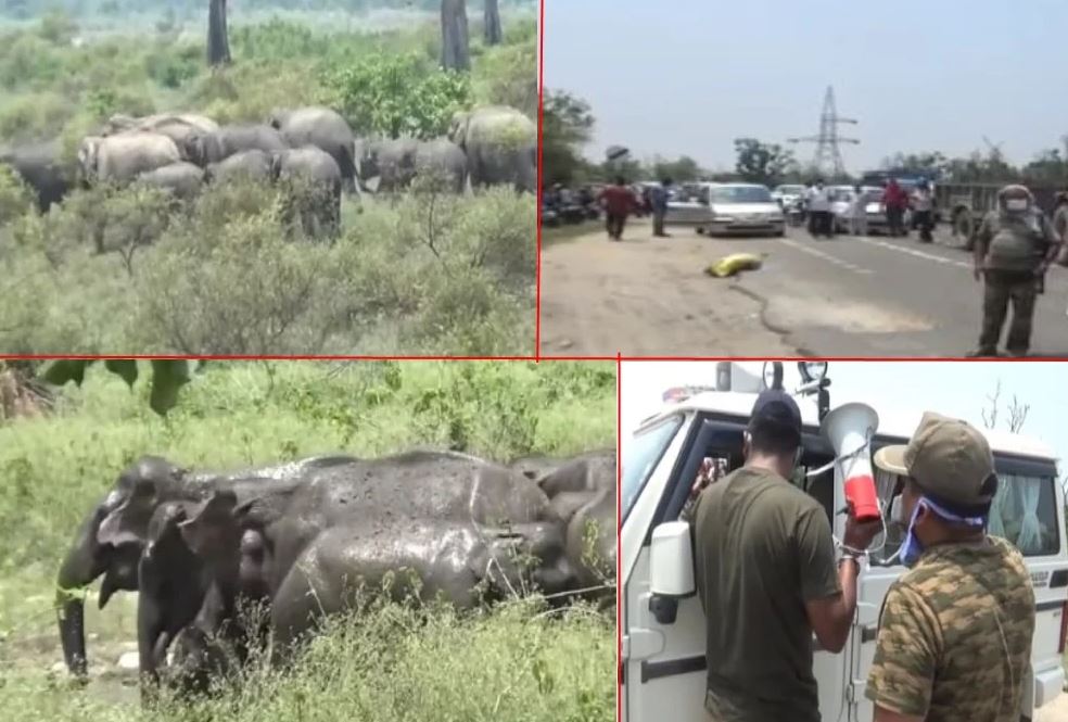 Terror Of Wild Elephants In Haridwar