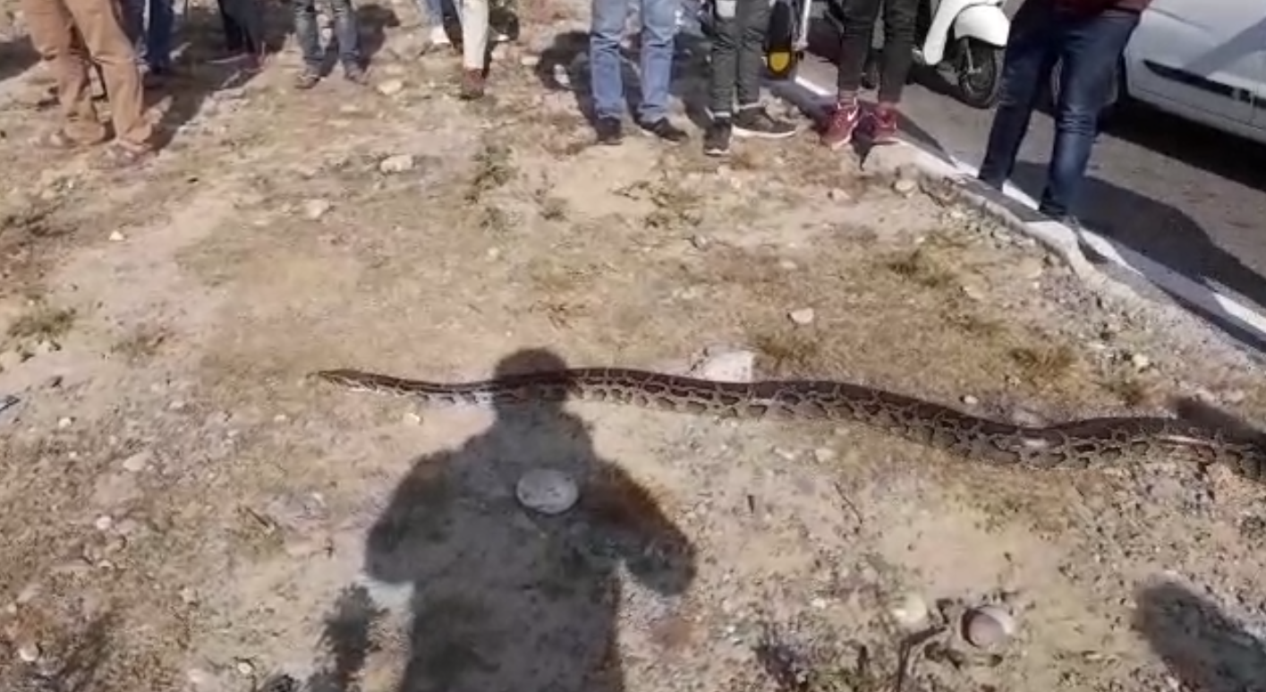 Viral Video Of Python In Haridwar