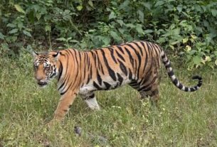 Tiger Attacked In Ramnagar