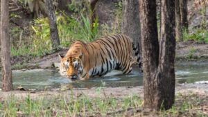 Tiger Attacked In Ramnagar