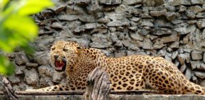 Leopard In Pauri Garhwal