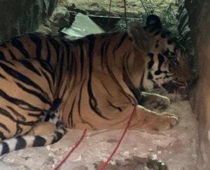 Man Eating Tiger Trapped