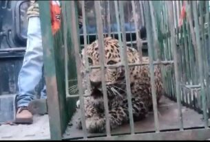 Leopard Found In Tonkhya Village