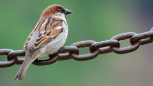 International Sparrow Day