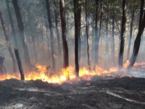 Incidents Of Forest Fire