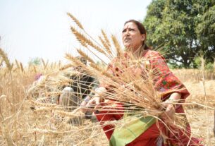 Cabinet Minister Harvested Wheat Crop