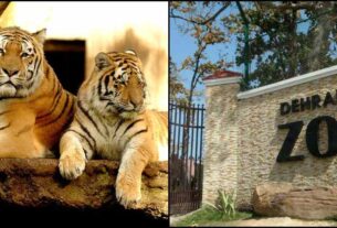 Bengal Tigers In Dehradun Zoo