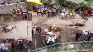 Death Of Horses And Mules In Kedarnath