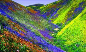 Valley Of Flowers Opened For Tourists