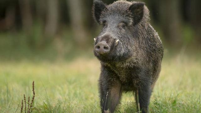 35 Pigs Died Of Unknown Disease