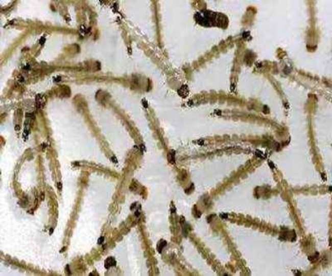 Do Not Allow Mosquito Larvae