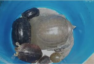 Illegal Smuggling Of 9 Turtles
