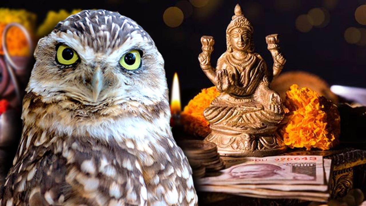 Owl Sacrifice On Diwali