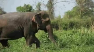 Elephant Died Due To Electrocution 