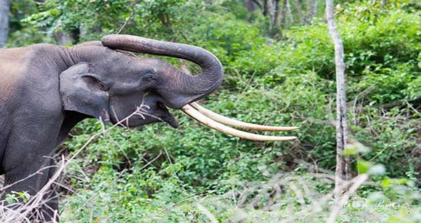 Elephant Died Due To Electrocution
