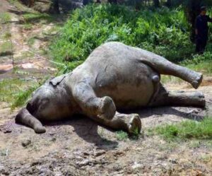 Elephant Died Due To Electrocution 