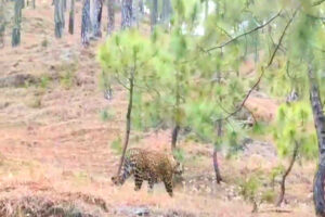 Leopard Video Viral In Haridwar