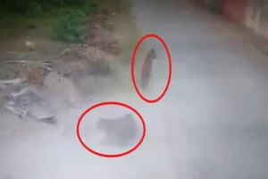 Leopard Video Viral In Haridwar