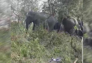 Elephants In Haridwar