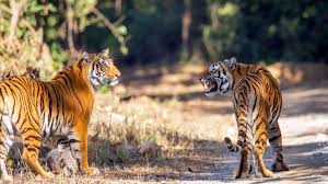 Tiger Attack In Corbett