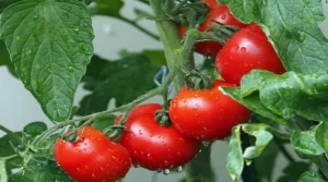 Crop Of Tomatoes In Haldwani