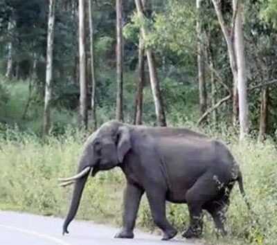 Angry Elephant Killed Man