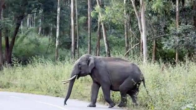 Angry Elephant Killed Man