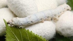 Farmers Encouraged For Silkworm Eearing