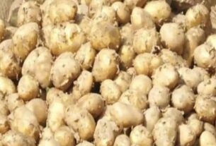 Potato Farming In Pauri