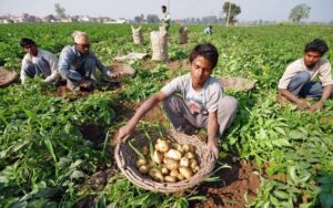 Potato Farming In Pauri