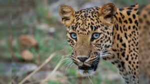 Police Arrested Leopard Smuggler