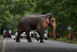 Elephant At Lachhiwala Toll Plaza