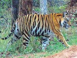 Cm Dhami Freed Tigress