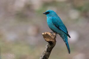 Naina Devi Bird Reserve