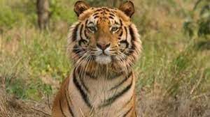Cm Dhami On Tiger Death