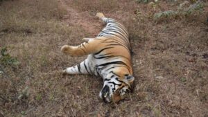 Cm Dhami On Tiger Death